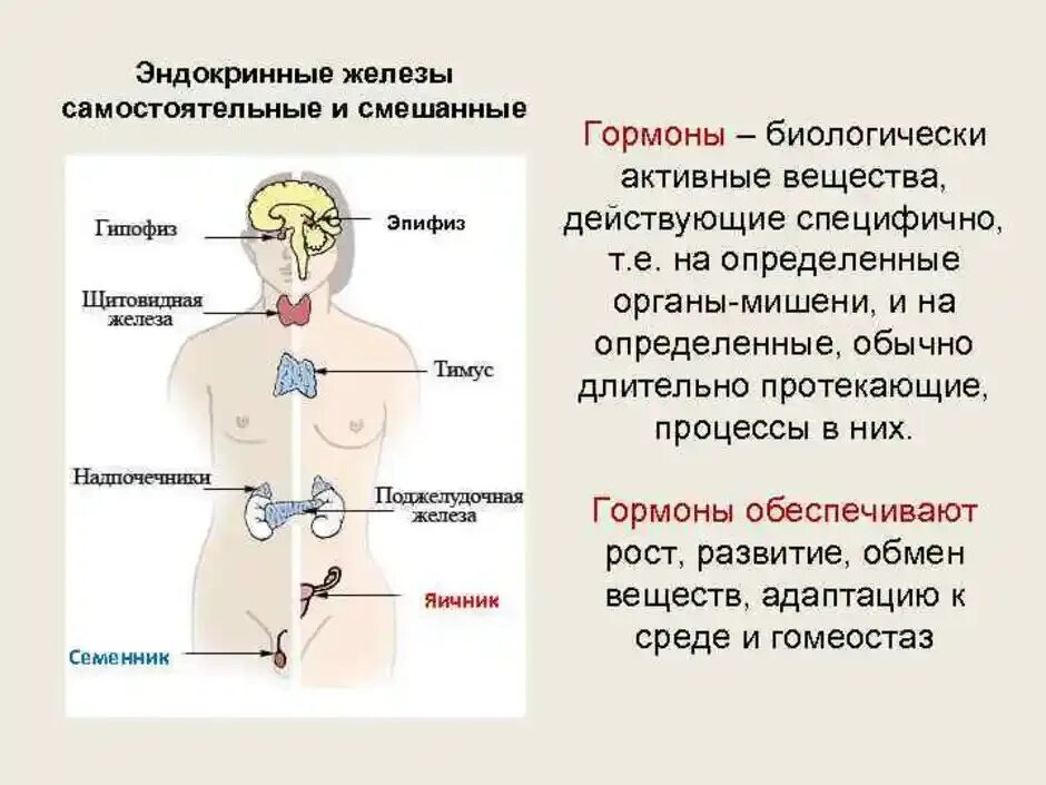 Железы и т д. .Система желез внутренней секреции. Функции. Эндокринная система схема и функции. Железы внутренней секреции 8 класс биология. Железы внутренней секреции анатомия человека.