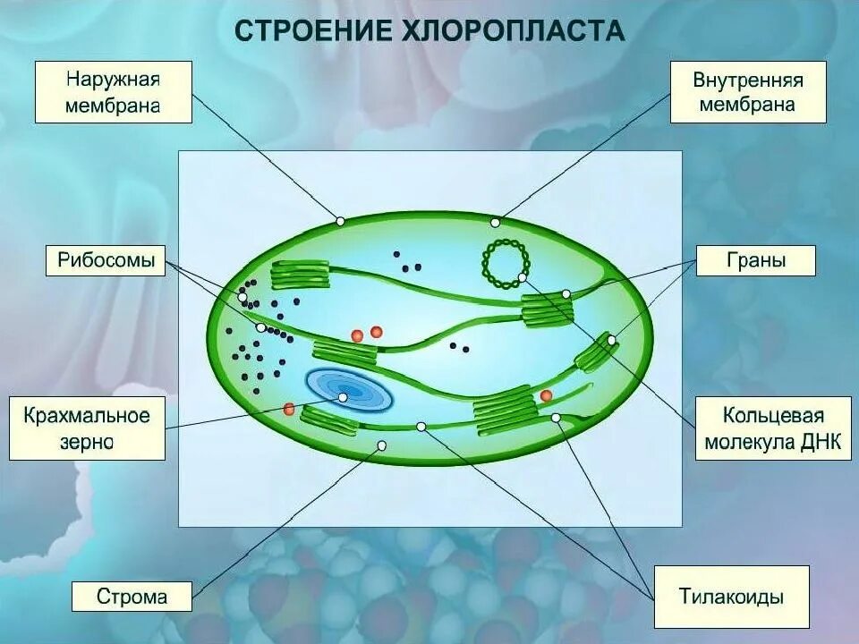 Фотосинтез происходит в клетках которые содержат
