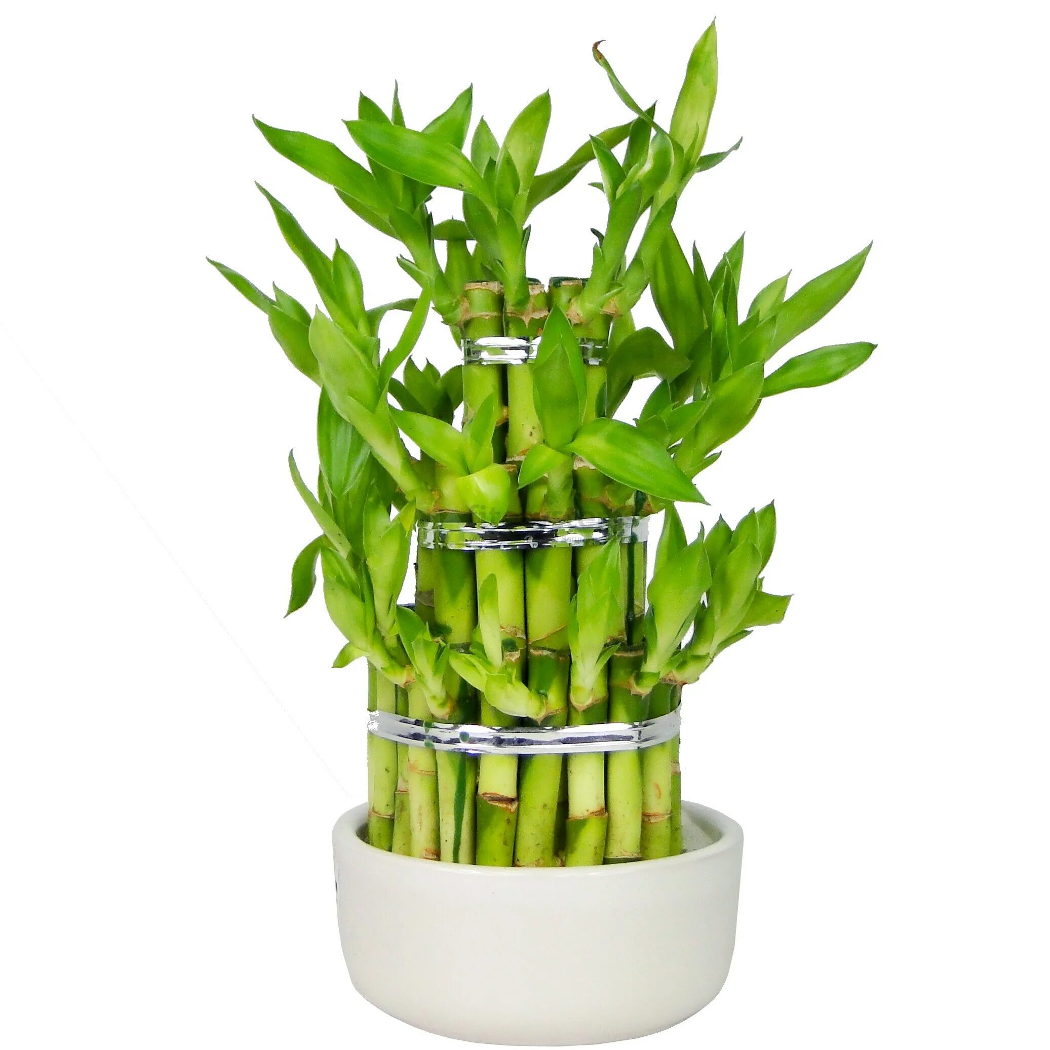 Драцена Lucky Bamboo. Драцена Сандера лаки бамбук. Драцена Сандера бамбук счастья. Драцена счастливый бамбук.