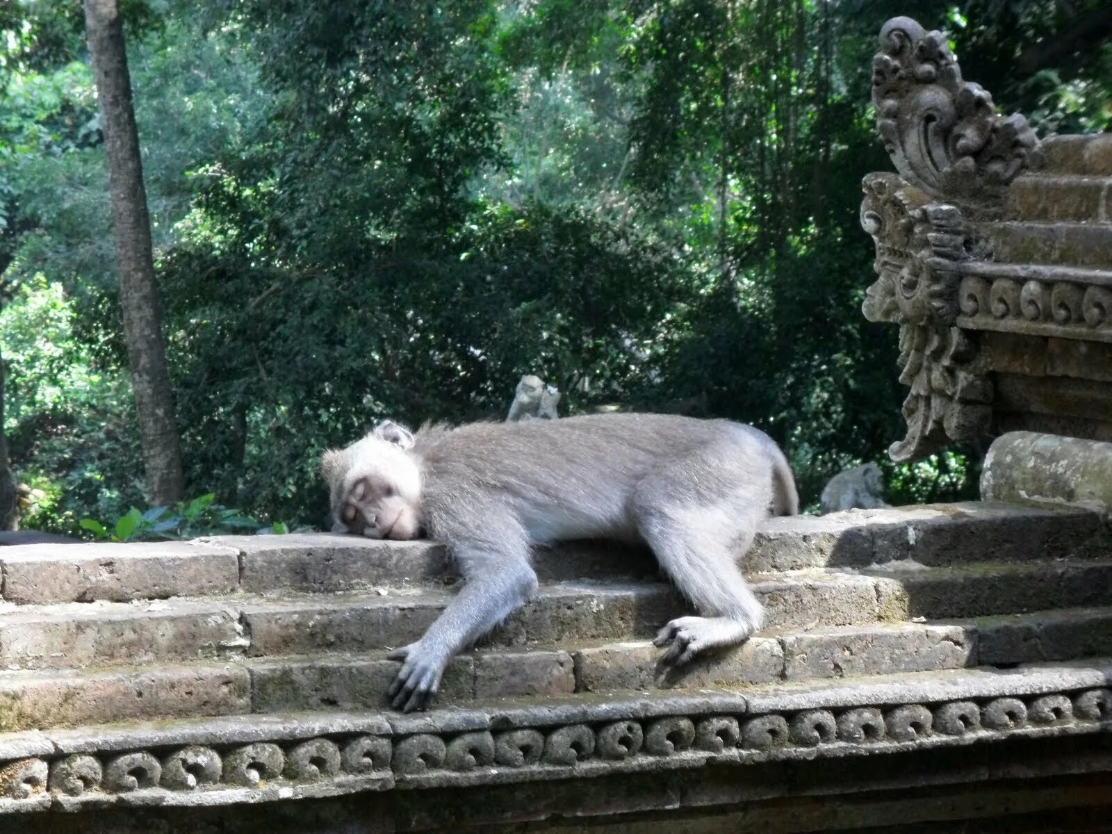 Авадзи остров парк обезьян. Убуд парк обезьян. Monkey forest на бали. Обезьяний лес бали. Обезьяний парк иватаяма.