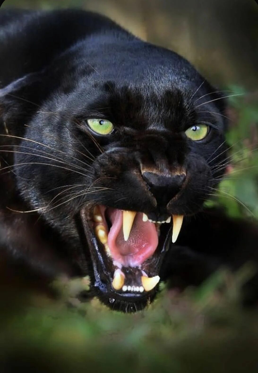 Чёрная пантера крадётся по мягкой траве в лесу Картинка на аву Panther pictures,