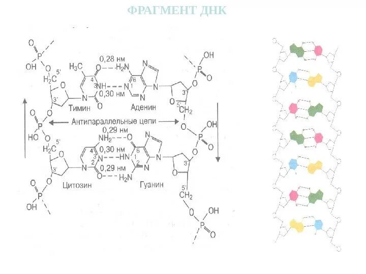 Строение рнк формула. Вторичная структура днк химия. Строение днк формула химия. Первичная структура структура днк. Фрагмент первичной структуры рнк.