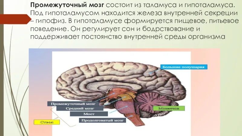 Промежуточный мозг состоит из таламуса и. Промежуточный мозг состоит из таламуса и гипоталамуса. Гипоталамус железа внутренней секреции. Регулирует процессы сна и бодрствования таламус.