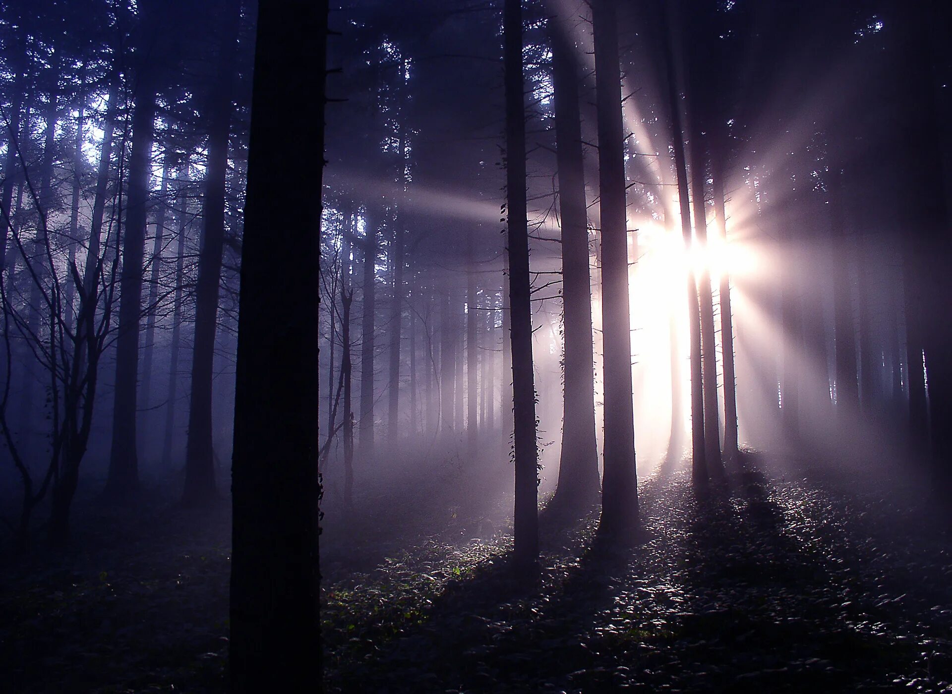 Темный лес Twilight Forest. Мистический лес. «Ночь в лесу». Свет в лесу. Лунной ночью свет загадочно