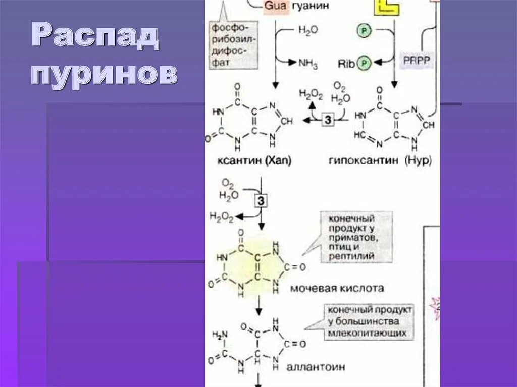 Распад азота 14. Распад пуринов биохимия. Конечные продукты распада пуринов. Реакции катаболизма аденина и гуанина. Распад гуанина.