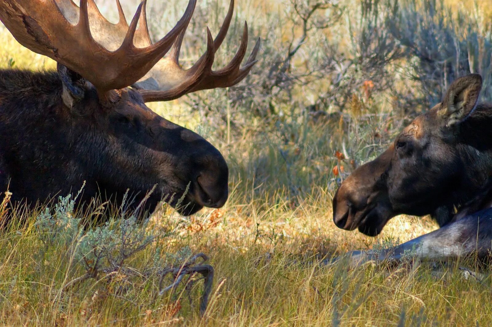 Лоси 1 10. Ильменский заповедник Лось. Лось alces. Лось Дальневосточный. Европейский Лось.