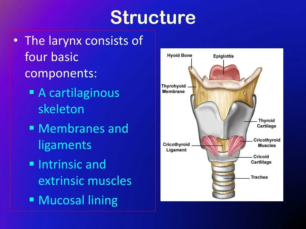The bones consist of