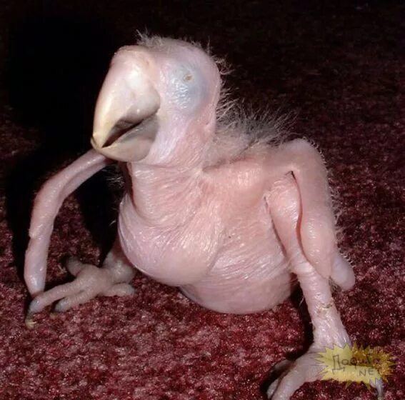 Человек животное без перьев. Общипанный голубь. лысый голубь. птица без перьев.