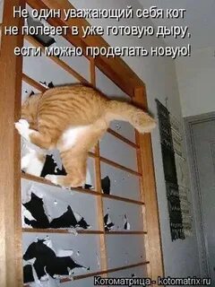 Путь коте