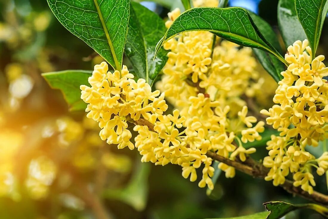 Османтус свойства. Османтус душистый. османтус fragrans. османтус душистый дерево. золотой османтус дерево.
