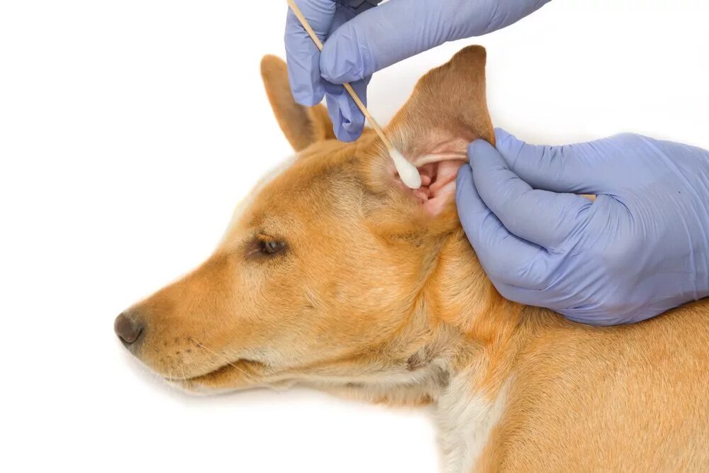 Как чистить уши щенку. Отодектоз отит у собак. Отодектоза (ушной чесотки) у собак. Чесоточный клещ (отодектоз).
