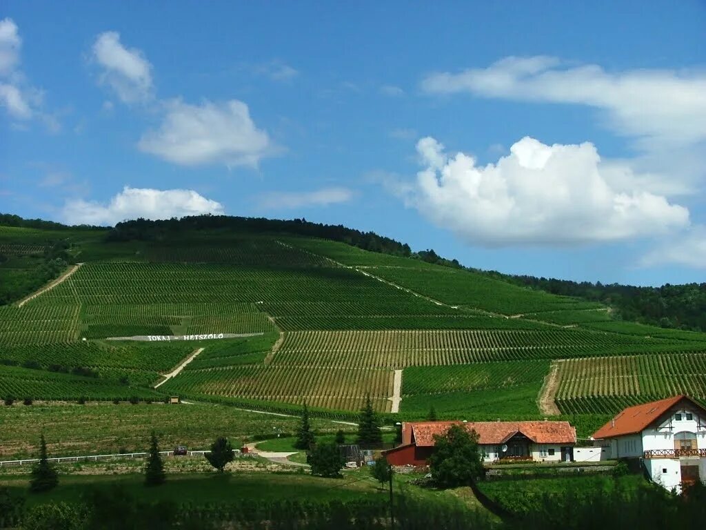 Венгерское вино токай. Венгерское вино токай. Токай (село). Вино венгрия tokaji. Вино будапешт токай.