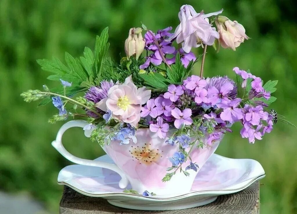 Хорошего утро картинки красивые. Утренние цветы. Летние цветы. Цветы в чашке. Нежный цветок.