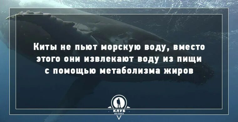 Выпить забортной воды. Кит пьет воду. Как киты пьют воду. За что пьют киты.