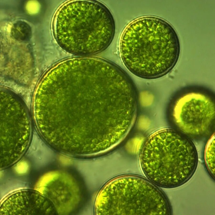 Хлорелла вульгарис. Микроводоросль хлорелла. Chlorella vulgaris 1 клетка. Хлорелла под микроскопом. Хлорелла группа организмов