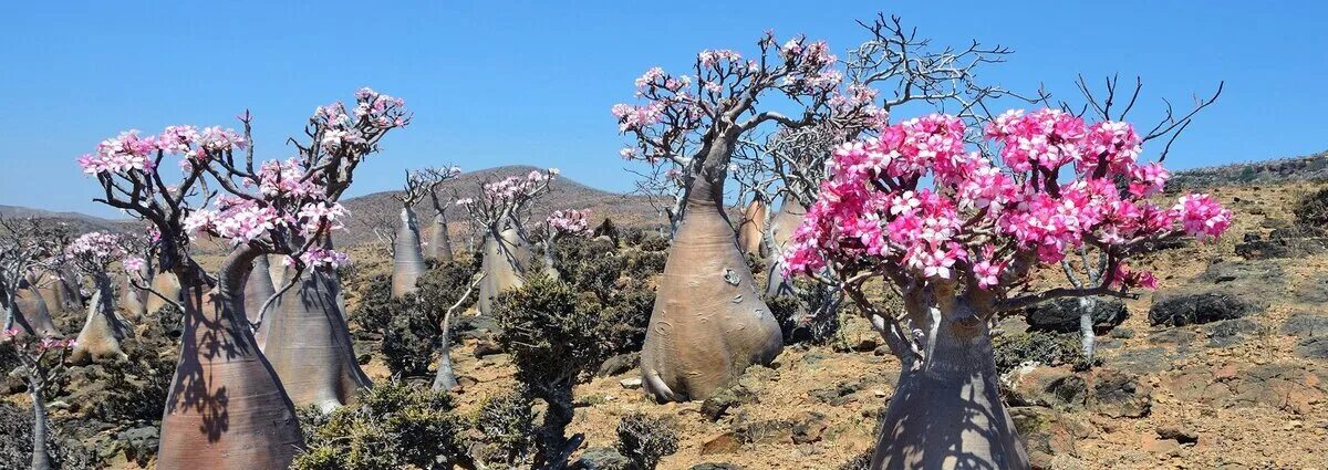 13,432 Adenium стоковые фото - бесплатные и стоковые фото RF от Dreamstime - Стр