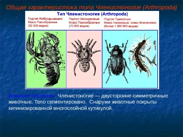 Трилобит эра период класс. Чем покрыты членистоногие. Чем покрыты членистоногие. Эволюция трилобитов. Ракообразные, они, раздельнополые животные.