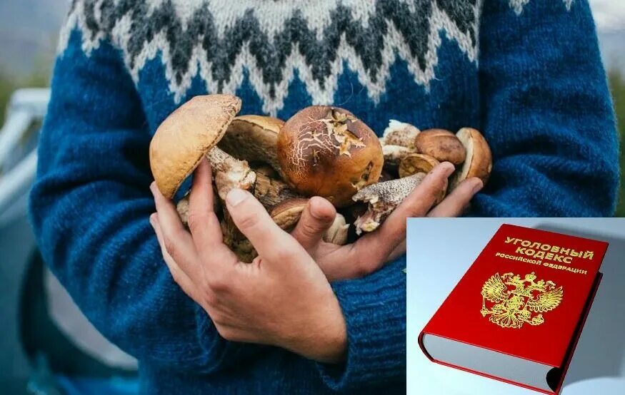 Штраф миллион и тюрьма 9 лет: Раскрыт полный список запрещённых для сбора грибов