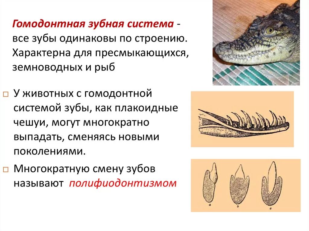 Чем отличается нервная система млекопитающих от пресмыкающихся. Типы зубных систем позвоночных. Гомодонтная зубная система филогенетические предпосылки. Гомодонтная зубная система характерна для. Зубы земноводных строение.