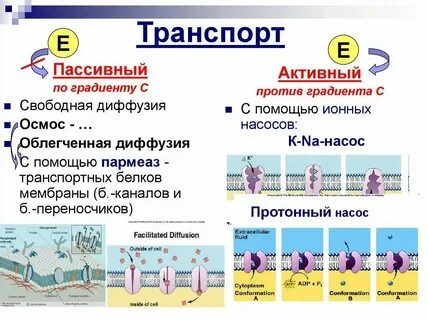 Почему осмос пассивный транспорт