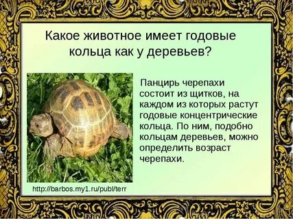Покров черепных