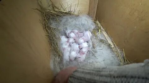 Крольчиха сделала гнездо