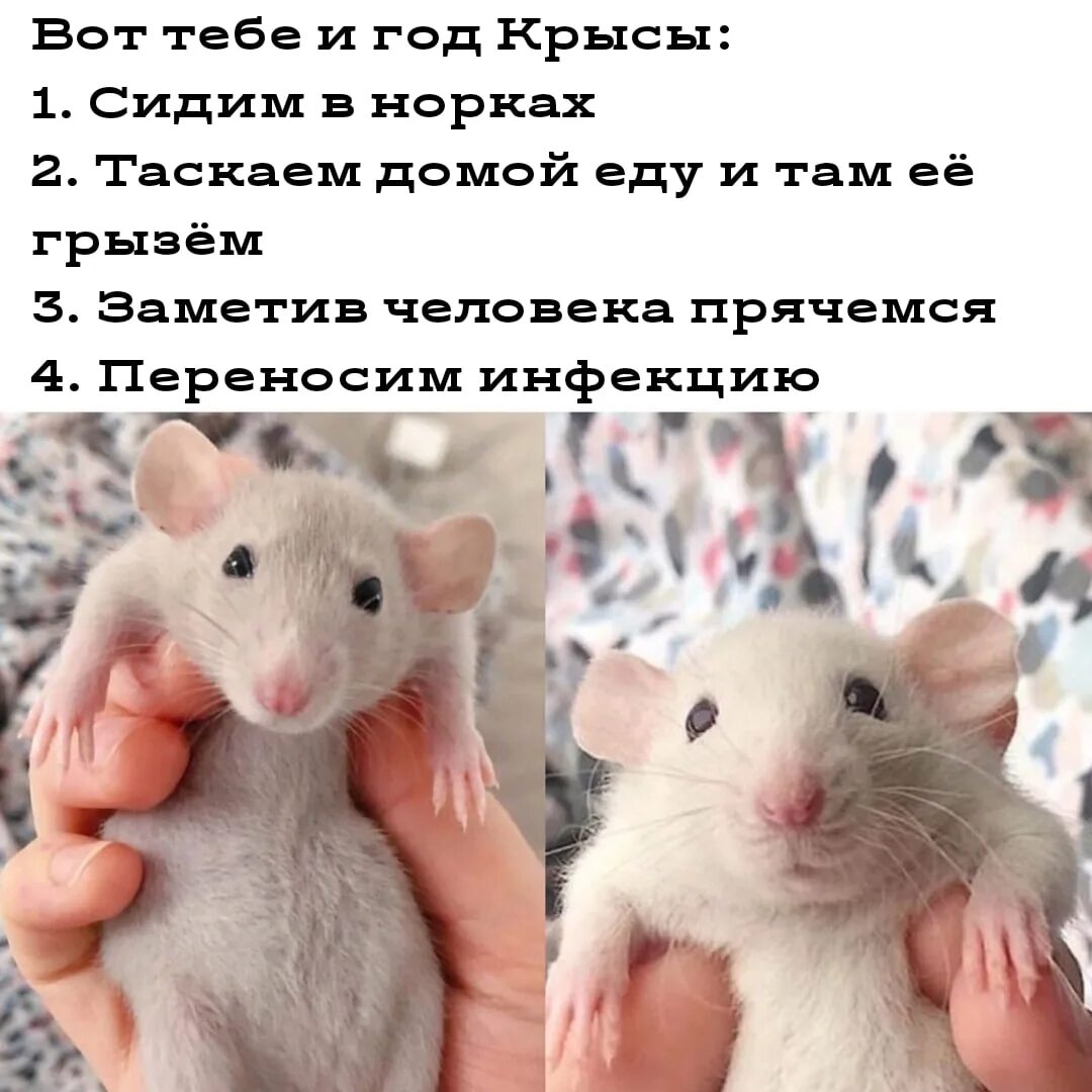Почему крысы любят