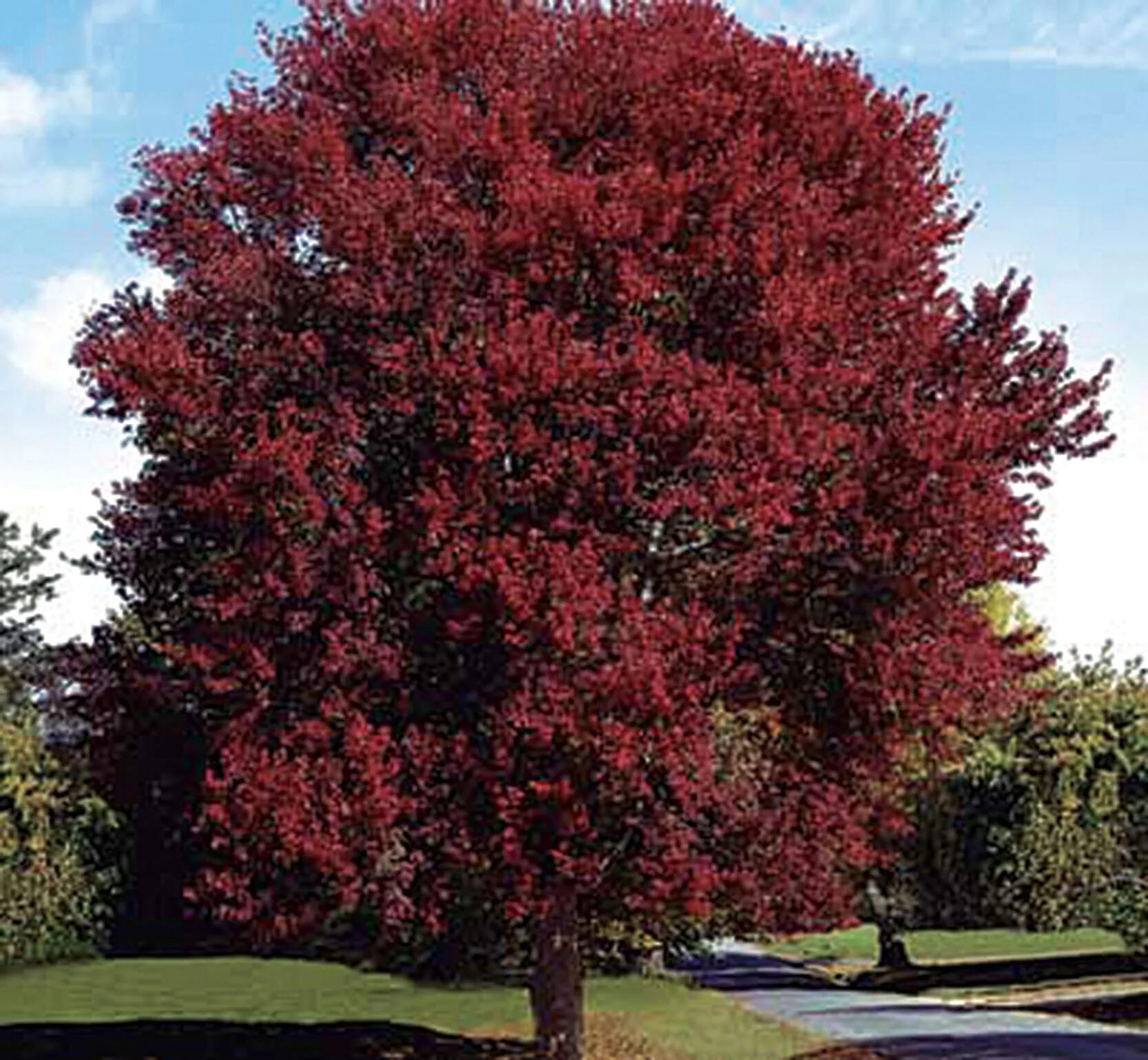 Дерево с красными листьями название. Клен красный бургунди Бель. Клен красный 'Burgundy Belle'. Клён рубрум. Acer rubrum Burgundy Belle.