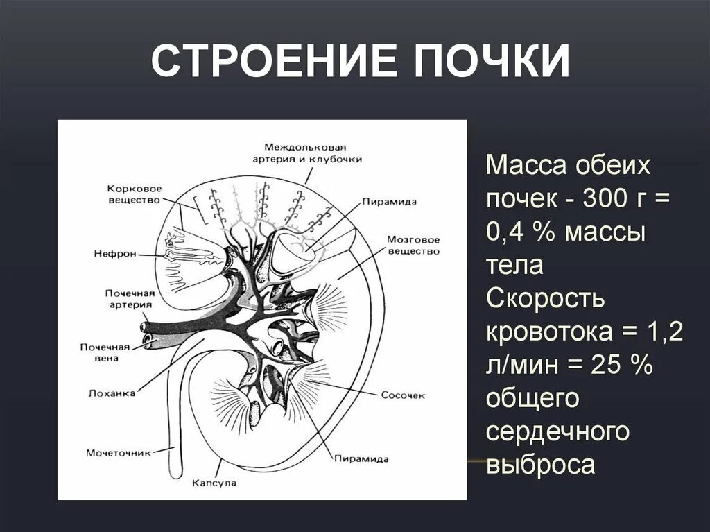 На рисунке 2 изображено строение почки. Схема строения почки. Строение почки ЕГЭ. Почка строение анатомия ЕГЭ. Схема почки ЕГЭ.