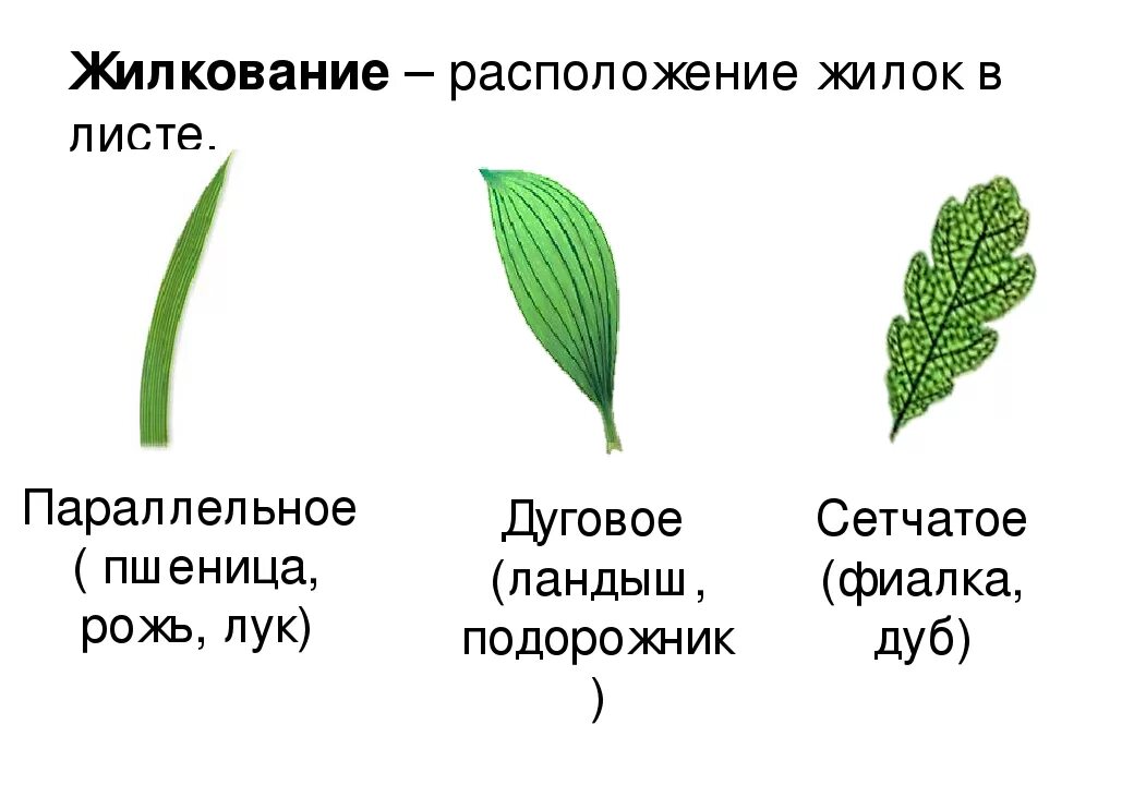 Сетчатое жилкование. Сетчатое дуговое параллельное жилкование листьев. Растение с параллельным жилкованием листа. Типы жилкования листьев сетчатое параллельное дуговое. Орхидея жилкование листа.