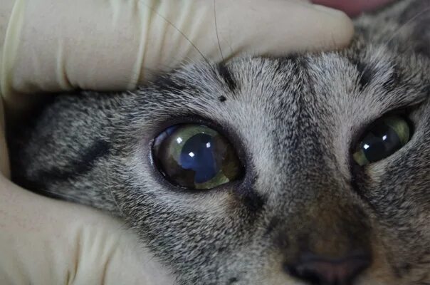 Пятно на глазу у кота. Пигментозный кератит у кошек. темное пятно на глазу у кошки.