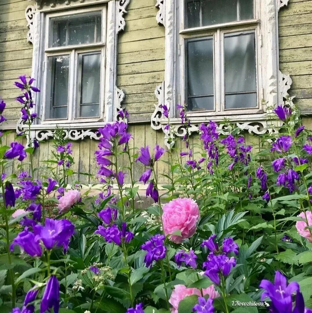 Бабушкин палисадник клумба палисадник. Космея Бабушкин палисадник. Бабушкин палисадник в деревне. Мальва в палисаднике. Цветов на бабушкина