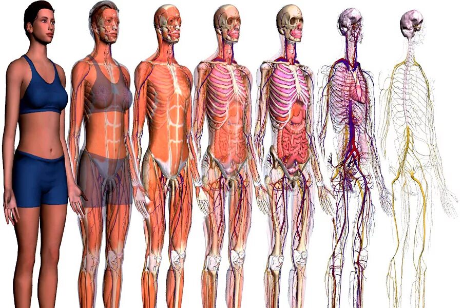 Организм полностью восстанавливается. Анатомия человека. Анатомия тела. Анатомия женщины.