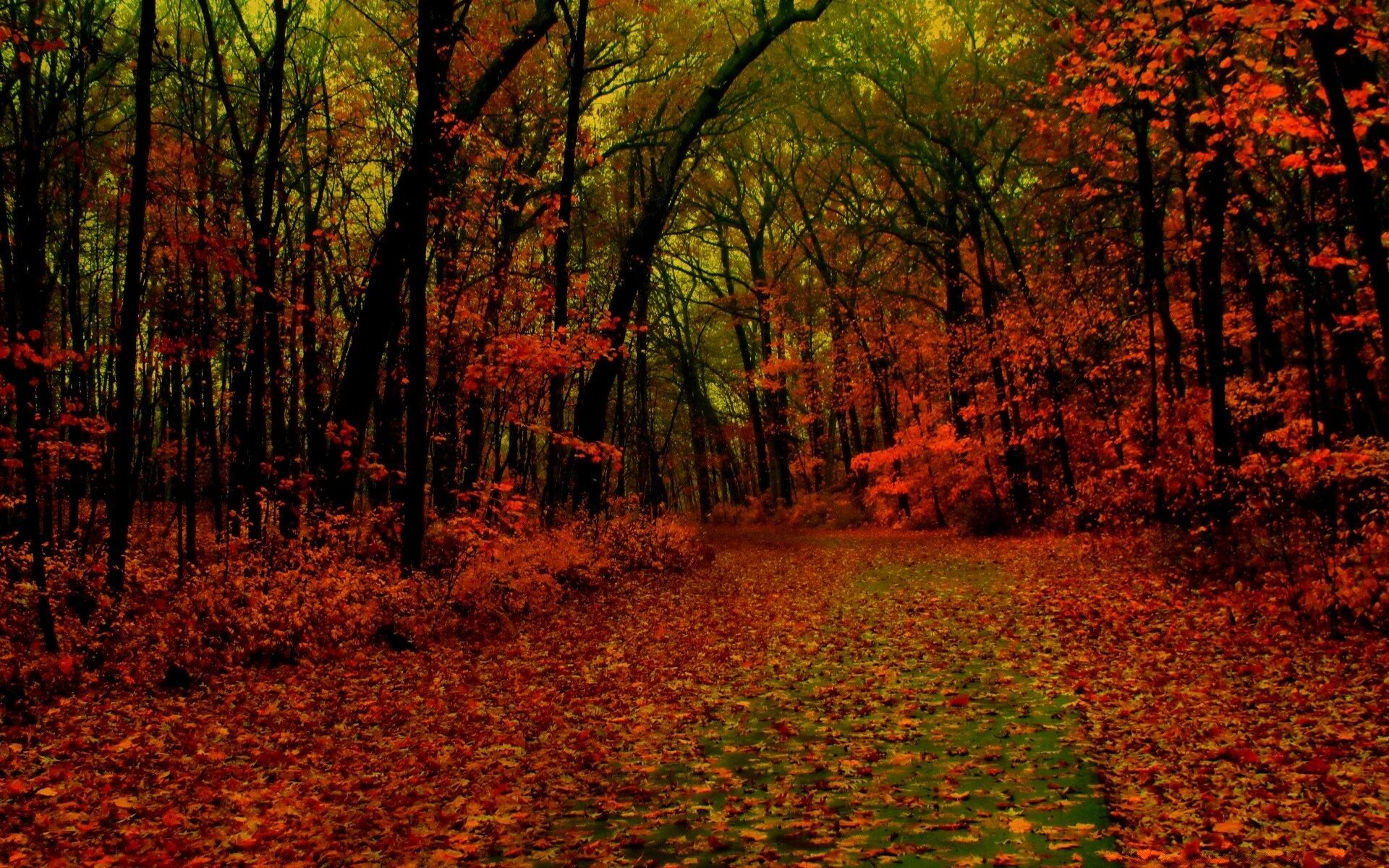 Красный лес. Багряная осень. Красный осенний лес. Осенний рыжий лес.