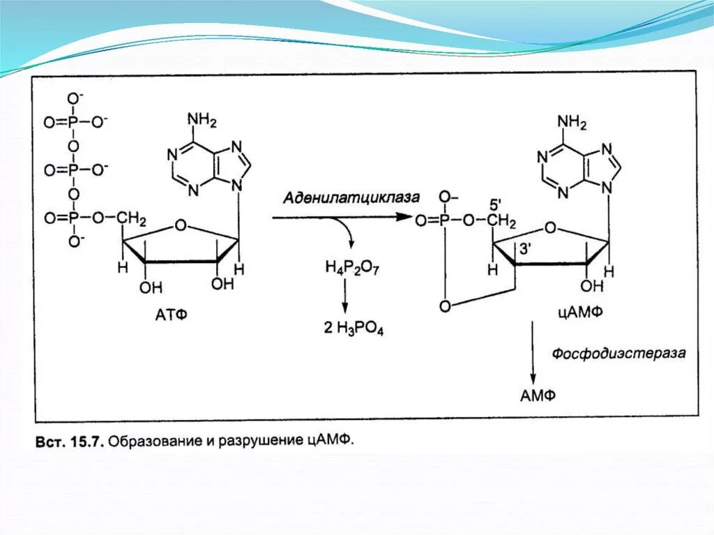 Схема метаболизма ЦАМФ. Реакция образования ЦАМФ из АТФ. Аденозин 5 монофосфат образование.