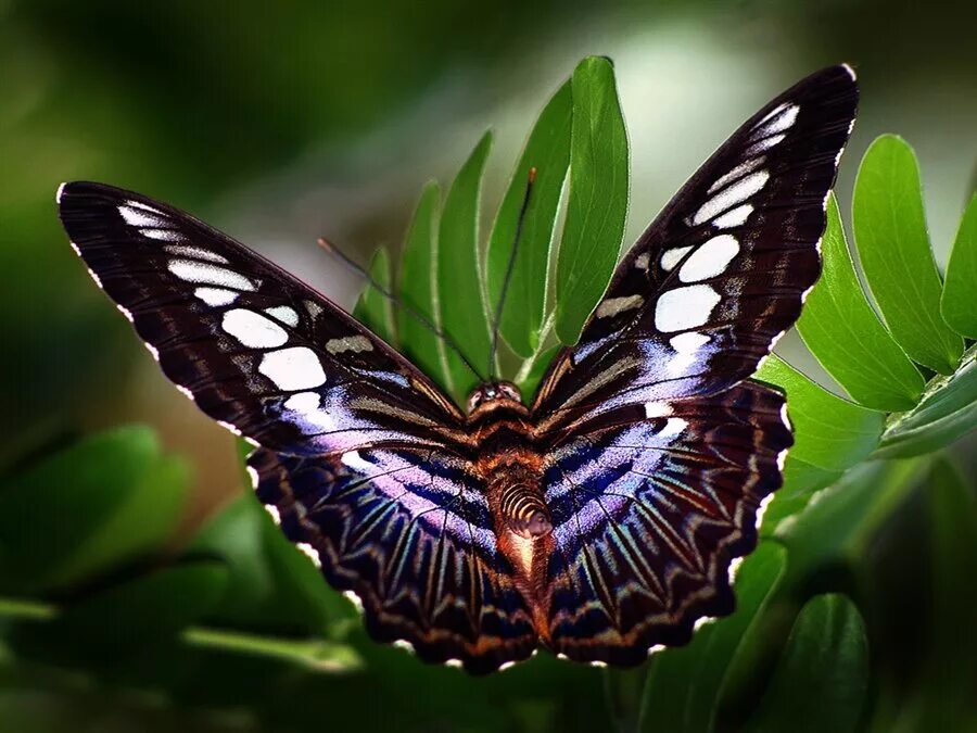 Название самых красивых бабочек. Бабочки тропических лесов Индии. Красивые бабочки. Экзотические бабочки. Крупные тропические бабочки.