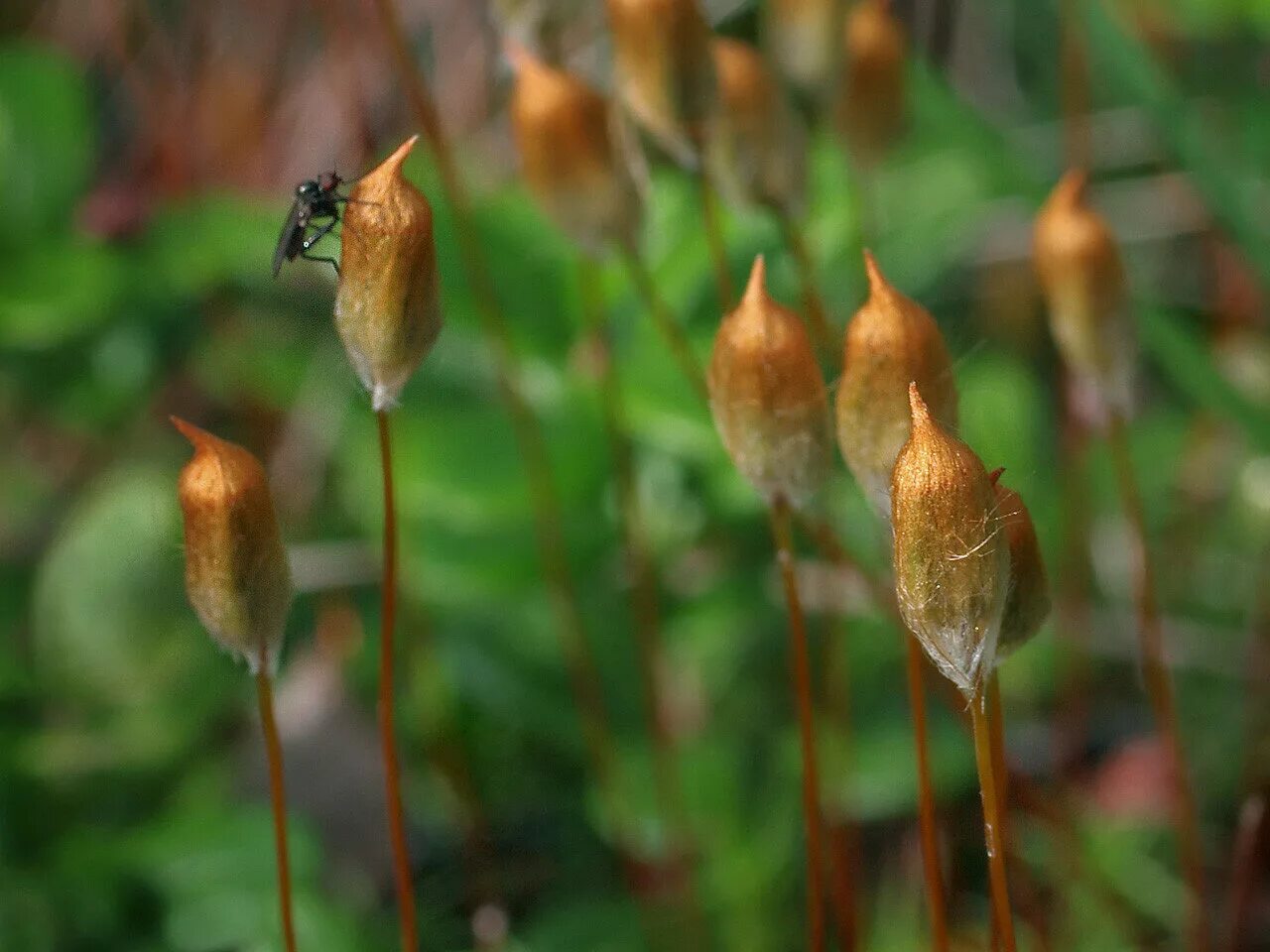 Кукушкин лен (Polytrichum commune. Политрихум Кукушкин лен. Кукушкин лен коробочка. Кукушкин лён обыкновенный Моховидные.