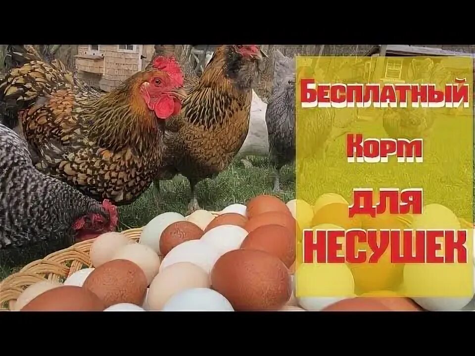 Куры несушки Кучинская Юбилейная, в наличии. Цена: 1 800 ₽ в Артеме