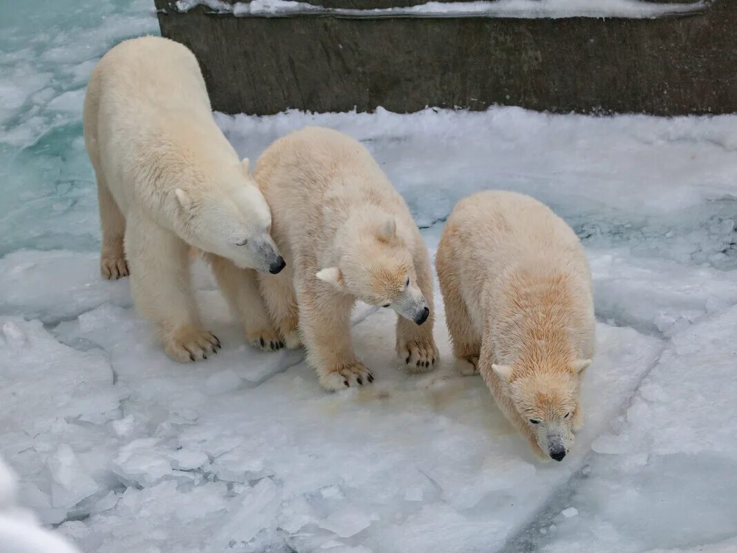 Сиб медведь. Новосибирский зоопарк белые медведи. Белые медведи в Новосибирском зоопарке. Медведи в Новосибирском зоопарке. Белая Медведица в Новосибирском зоопарке.