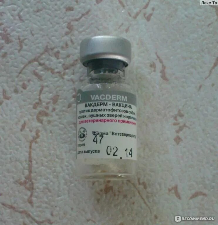 Вакдерм для кошек. Вакдерм вакцина против дерматофитозов животных 1 доза. вакдерм вакцина лишай. вакдерм вакцина для котят. нобивак вакдерм.