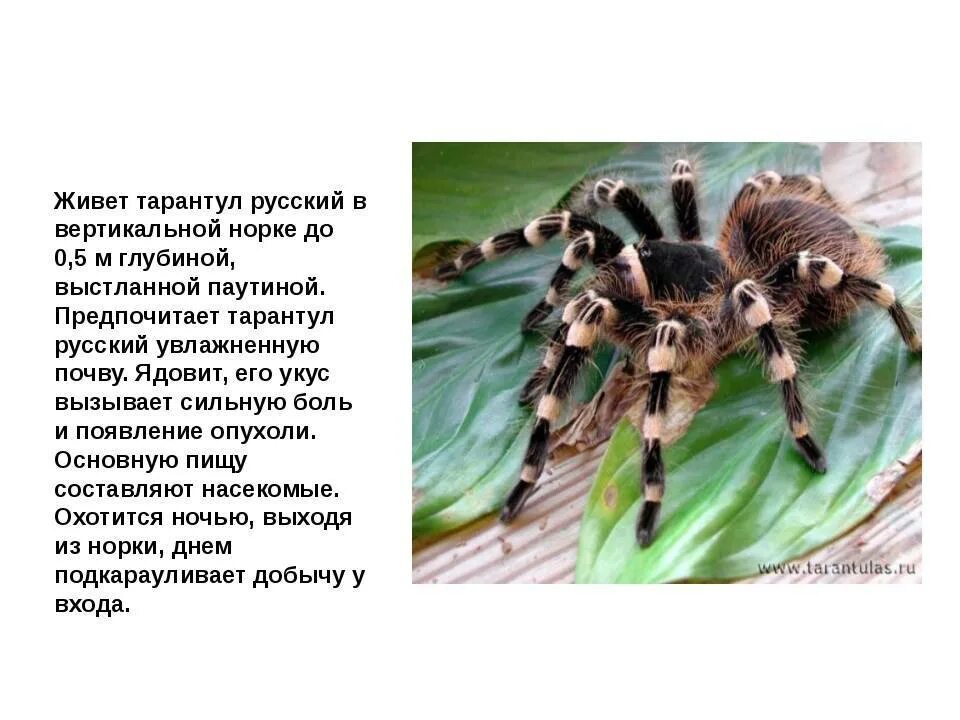 Posts Tagged 'spider building' IRON GUN IRON The labial gland was studied by Sch