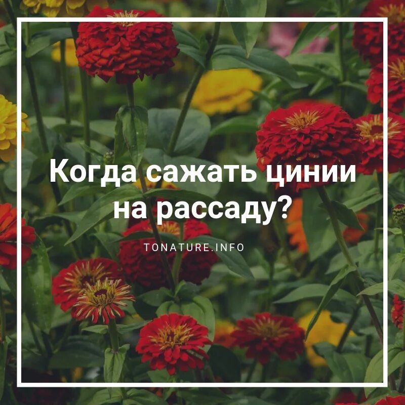 Сроки посадки цинии на рассаду. Циния минутка смесь. Циния рассада. Цинии когда сажать на рассаду. Семена и рассада цинии.