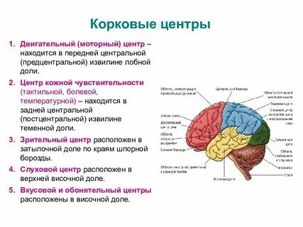 Функции коры больших полушарий головного мозга человека