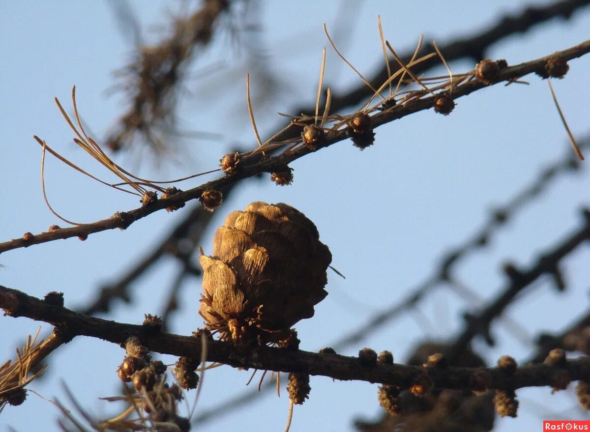 Лиственница сибирская побег. Микростробилы лиственницы сибирской. Ауксибласты лиственница. Шишки лиственницы весной. Почки лиственницы.