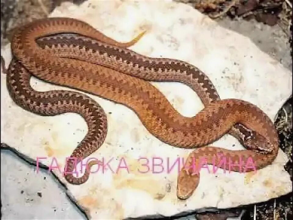 A brown crossed viper stock photo. Image of animal, berus - 152798664
