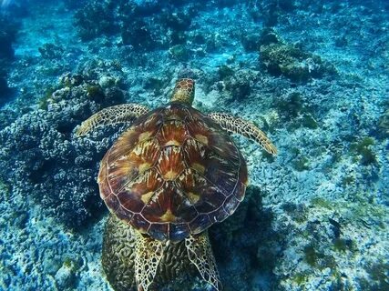 Marine wildlife