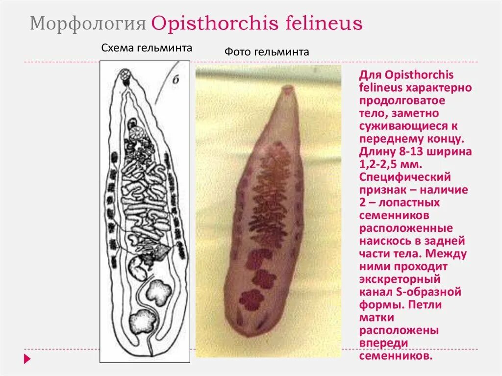 Кошачий (Сибирский) сосальщик (Opisthorchis felineus). Марита Opisthorchis felineus. Кошачий Сибирский сосальщик строение. Сколько промежуточных хозяев имеет кошачий сосальщик