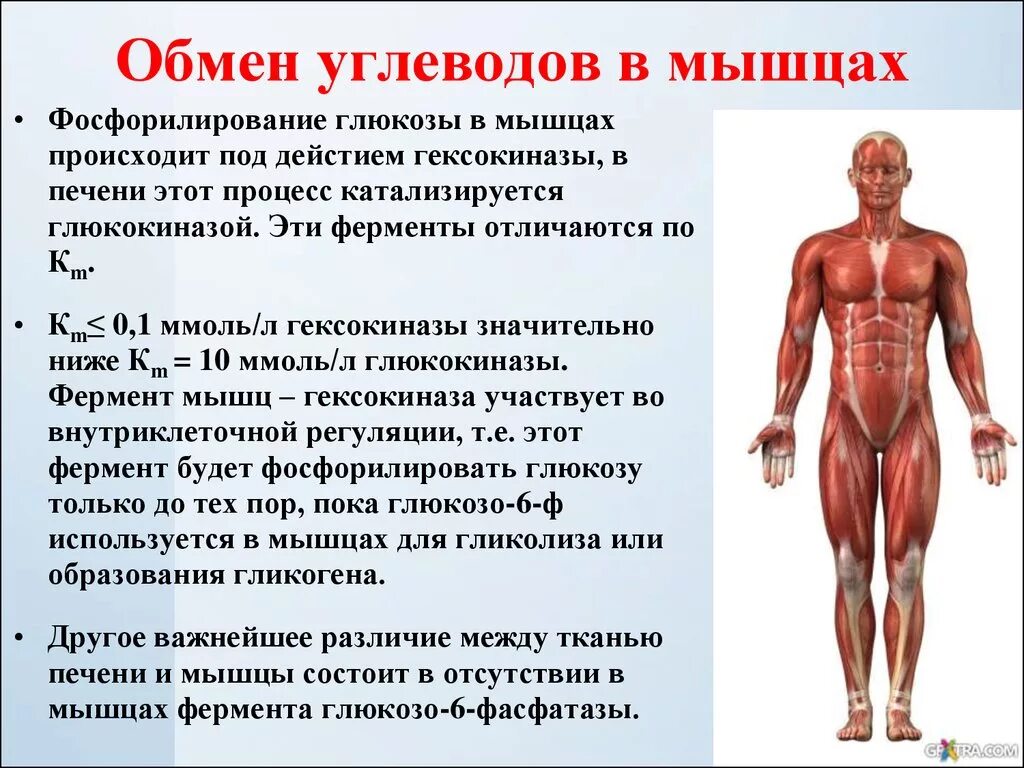 Каким образом происходит. Особенности обмена углеводов в мышцах. Глюкоза в мышцах. Особенности обмена углеводов в мышечной ткани. Особенности обмена углеводов в скелетных мышцах.