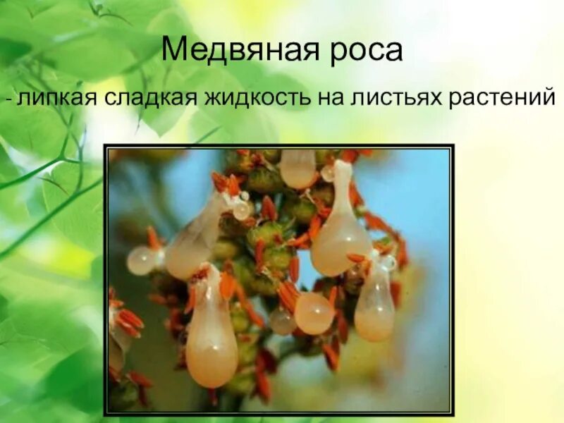 Что такое питье медвяное. Что такое питье медвяное