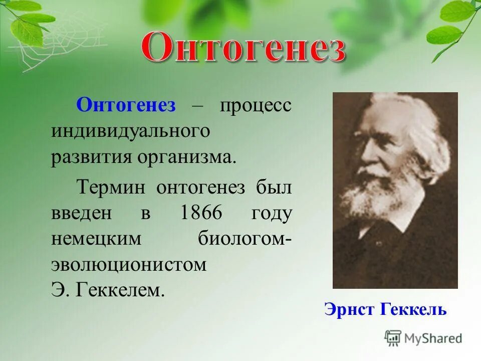 Онтогенез книги. Эрнст Геккель онтогенез. Эрнст Геккель вклад в биологию.